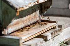 Sandrine GALLÉ - COM UNE CREVETTE - SG PHOTOGRAPHIE